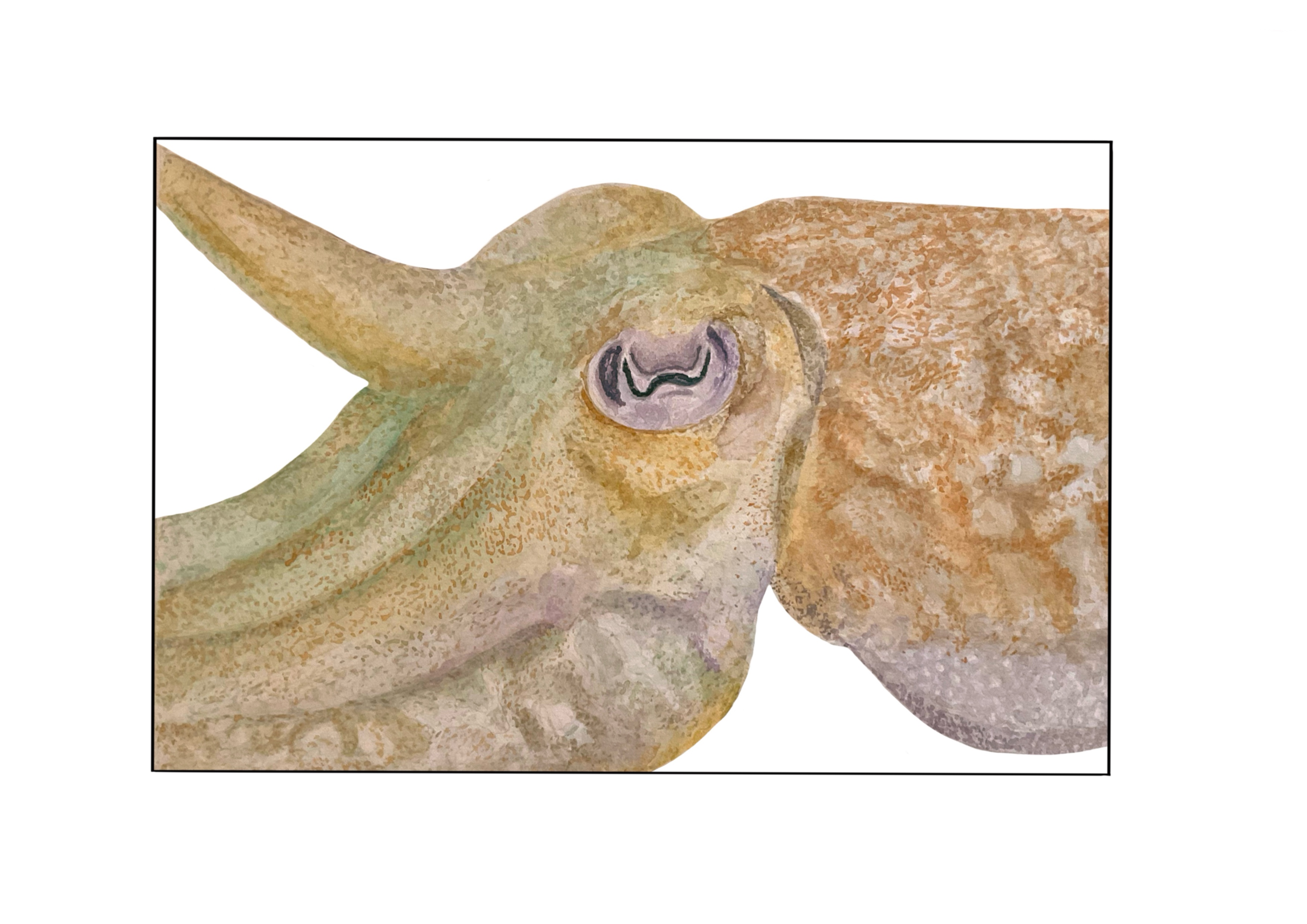 Fauna marina
